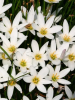 Zephyranthes candida
