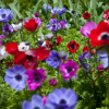 De caen mieszany coronaria