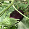 Aubergine violetta lunga 2