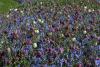 Fritillaria meleagris gemengd