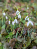 Galanthus s. arnott