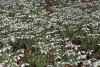 Galanthus s. arnott