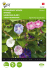 Ipomoea morning glory mix
