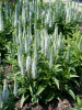 Veronica snow candles spicata