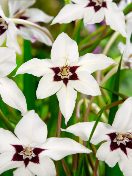 Acidanthera gladiolus callianthus