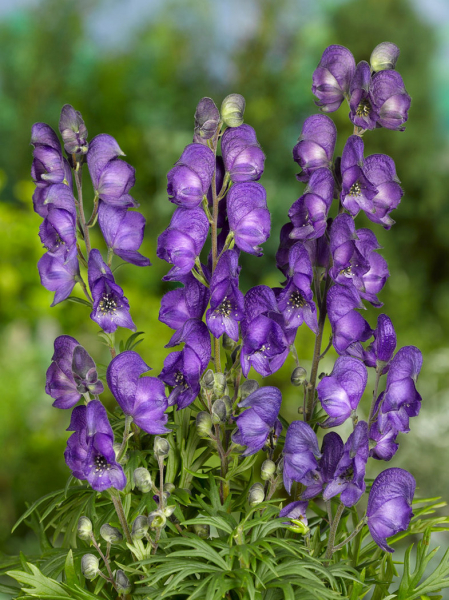 Aconitum napellus blue