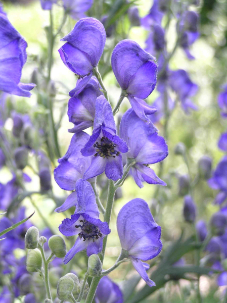 Aconitum napellus blue