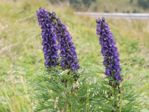Aconitum napellus blue