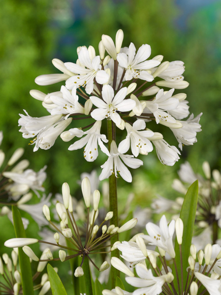 Agapanthus africanus albus