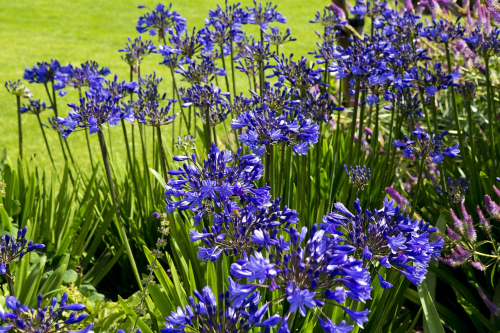 Agapanthus blue