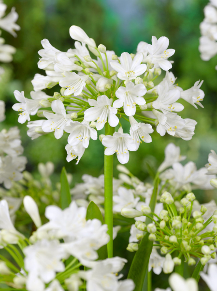 Agapanthus polar ice