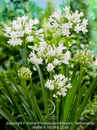 Agapanthus polar ice