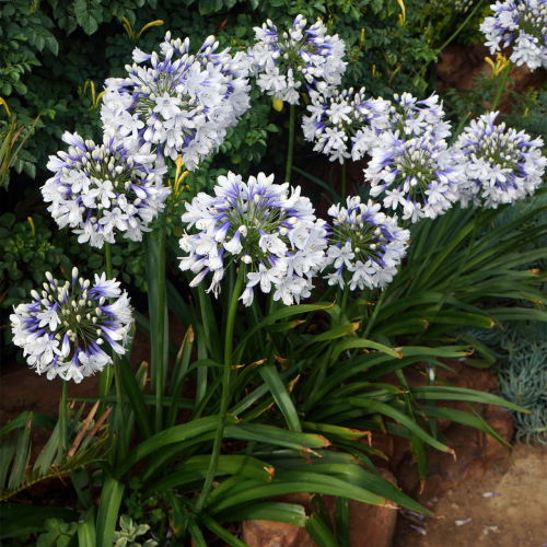 Agapanthus twister