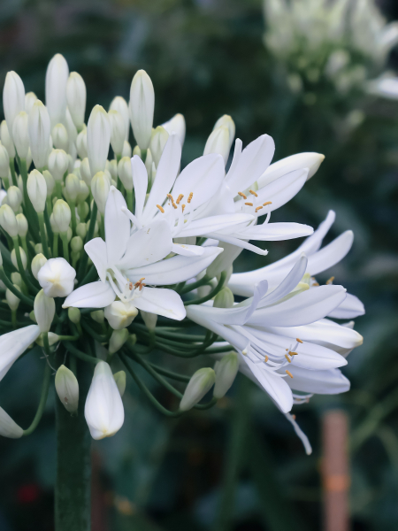 Agapanthus africanus albus
