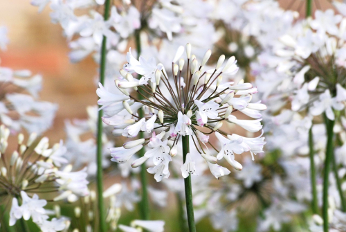 Agapanthus africanus albus