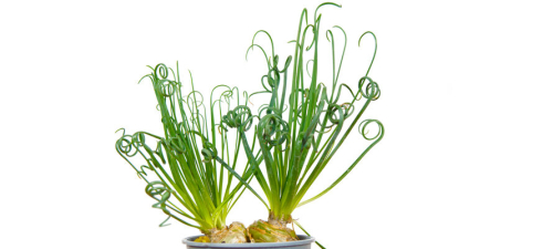 Albuca spiralis frizzle sizzle