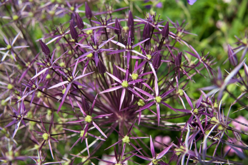 Allium christophii