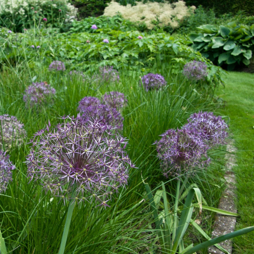 Allium christophii
