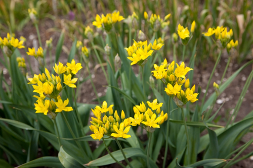 Moly luteum