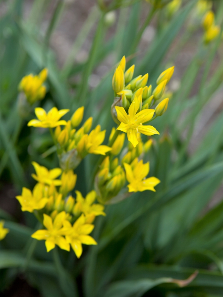 Moly luteum