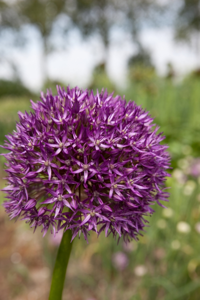 Allium pinball wizard