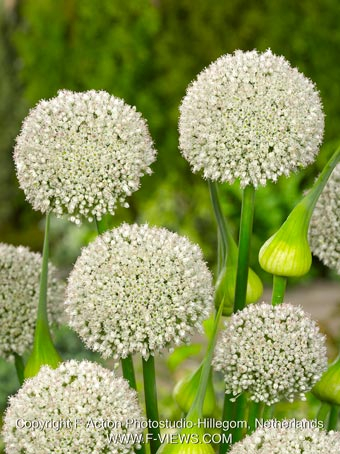 Allium ping pong
