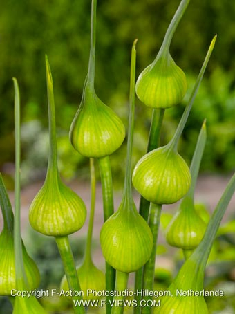 Allium ping pong