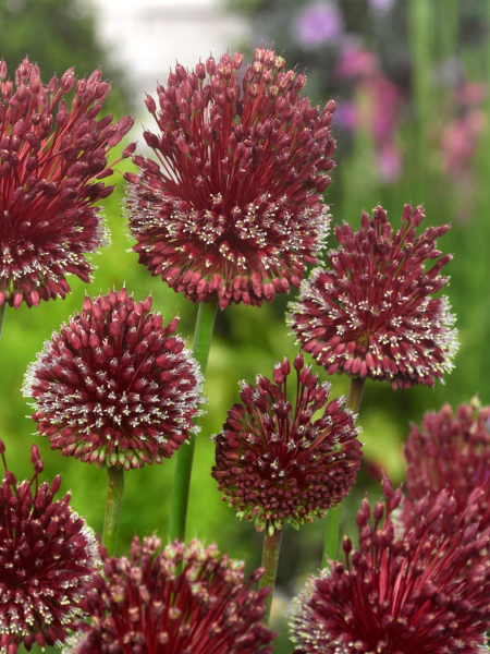 Allium red mohican