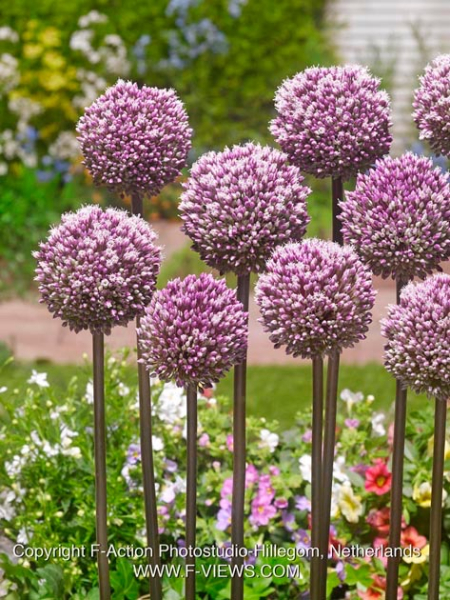 Allium summer drummer
