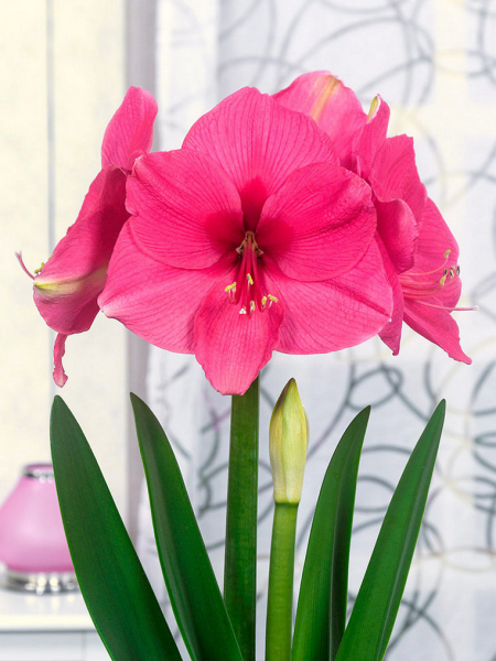 Pink rival