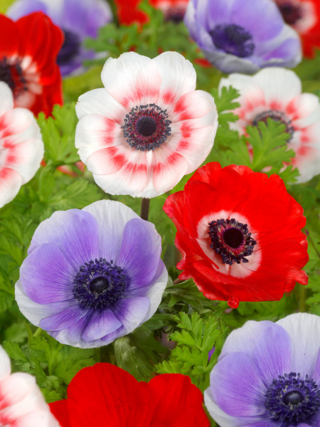De caen mieszany coronaria