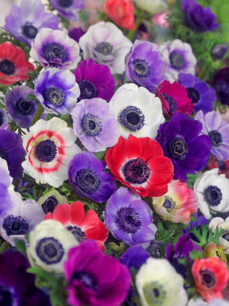 De caen mieszany coronaria