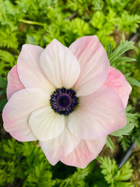 Mistral rosa chiaro