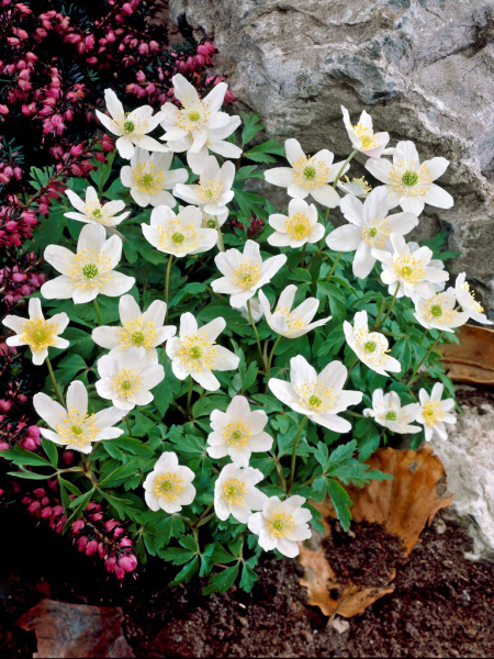 Nemorosa white