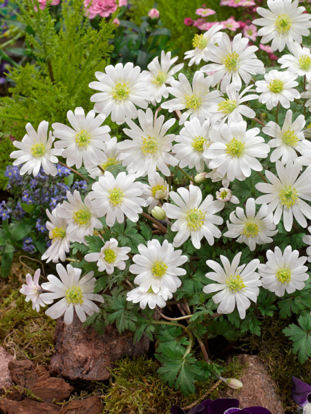 White splendour blanda