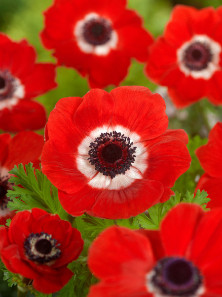Hollandia coronaria