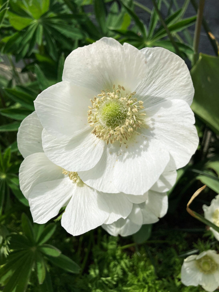 The bride coronaria
