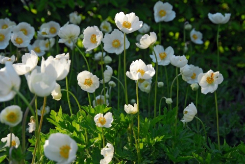 The bride coronaria