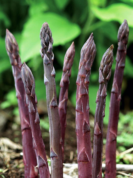 Asparagus pacific purple officinalis