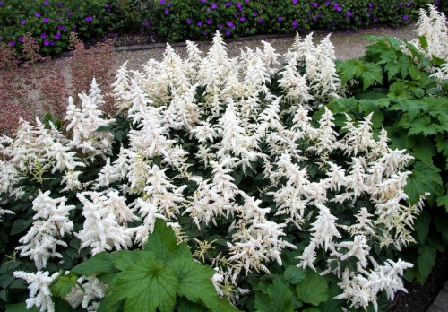 Astilbe deutschland japonica