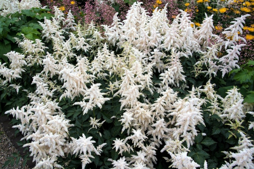 Astilbe deutschland japonica