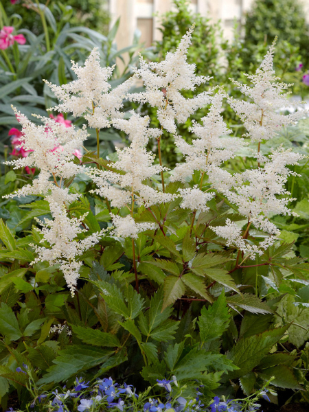 Astilbe deutschland japonica