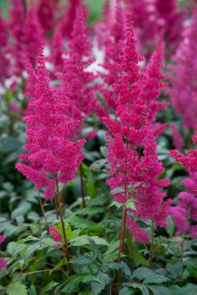Astilbe fanal