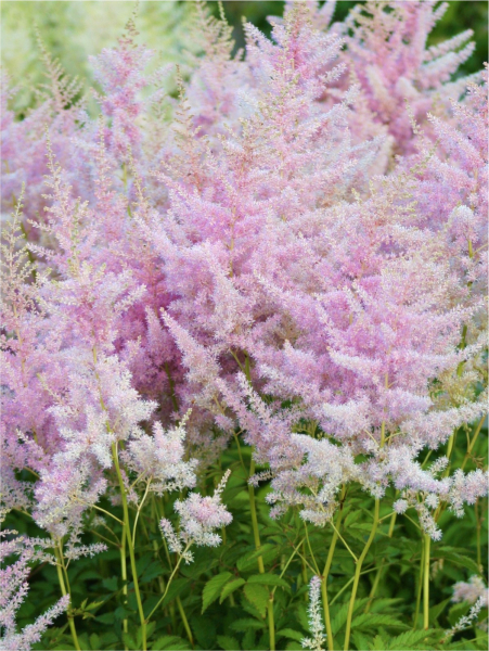 Astilbe hyazinth