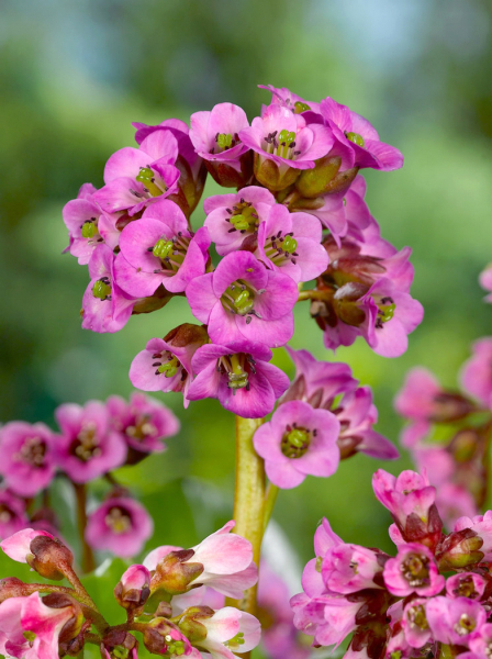 Bergenia cordifolia purpurea