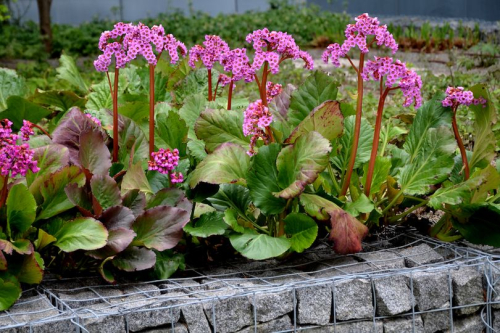 Bergenia cordifolia purpurea