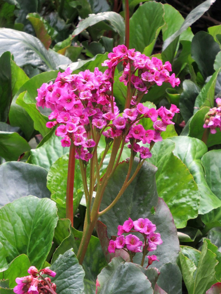Bergenia cordifolia purpurea