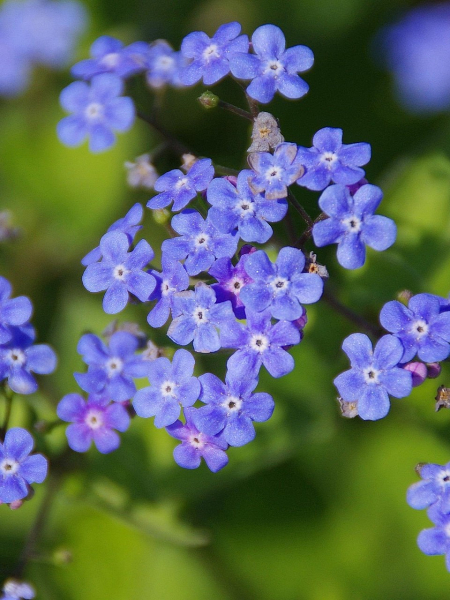 Brunnera macrophylla