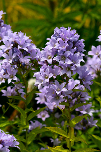 Campanula prichards variety lactiflora