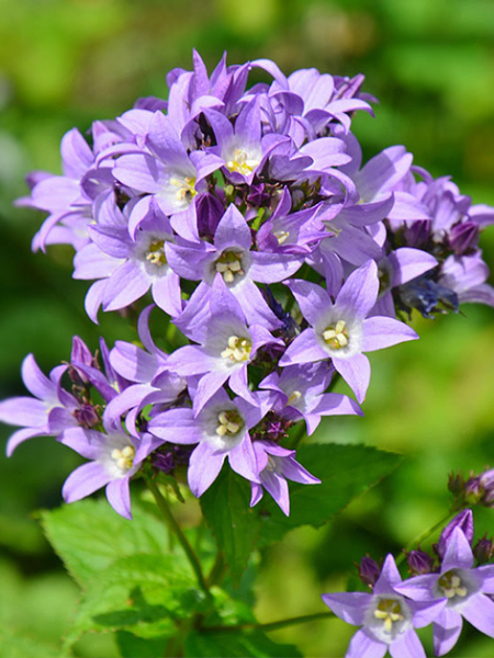 Campanula prichards variety lactiflora